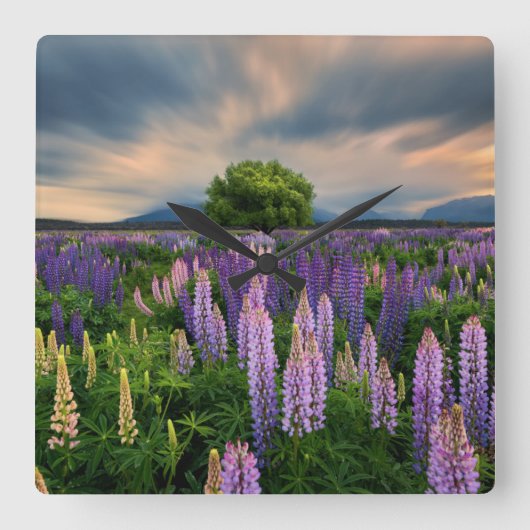 Bloemen | Lupine Field in Nieuw-Zeeland Vierkante Klok (Voorkant)