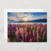 Bloemen | Lupines Nieuw-Zeeland Briefkaart (Voorkant / Achterkant)