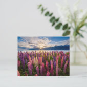 Bloemen | Lupines Nieuw-Zeeland Briefkaart (Staand voorkant)