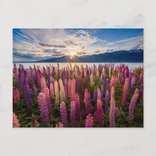 Bloemen   Lupines Nieuw-Zeeland Briefkaart
