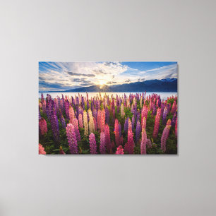 Bloemen   Lupines Nieuw-Zeeland Canvas Afdruk