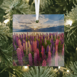 Bloemen Lupines Nieuw-Zeeland Glas Ornament