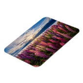 Bloemen | Lupines Nieuw-Zeeland Magneet (Linkerzijde)