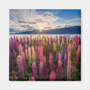 Bloemen   Lupines Nieuw-Zeeland Magneet