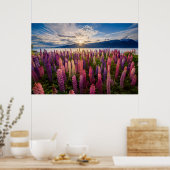 Bloemen | Lupines Nieuw-Zeeland Poster (Keuken)