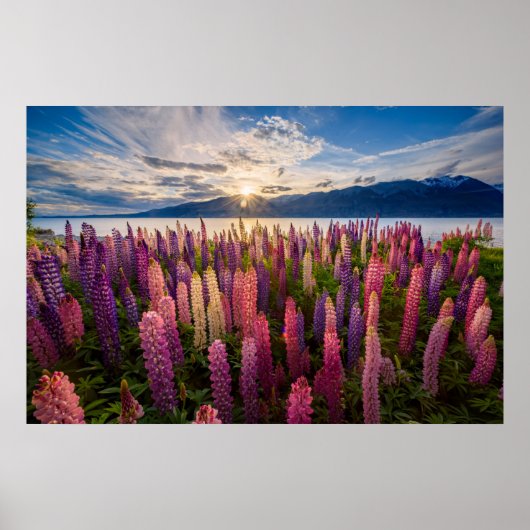 Bloemen | Lupines Nieuw-Zeeland Poster (Voorkant)