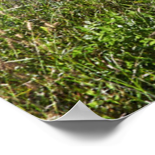 Bloemen | Madeira Poster (Hoek)