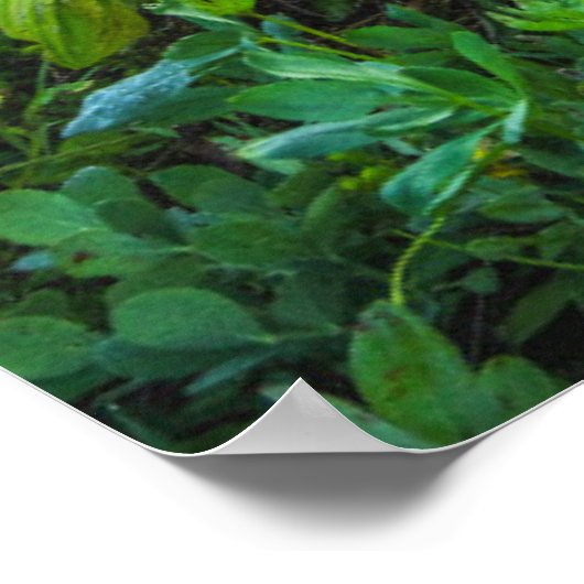 Bloemen | Nationaal park Mount Rainier Poster (Hoek)