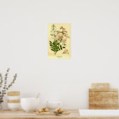 Bloemen Natuur Botanische Brandende Struik Illus Poster (Keuken)
