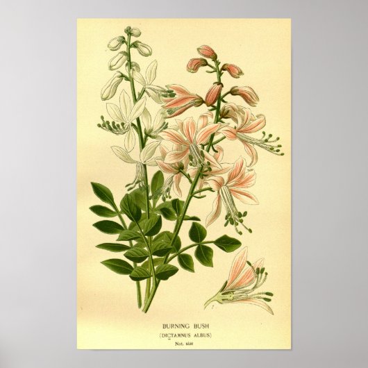 Bloemen Natuur Botanische Brandende Struik Illus Poster (Voorkant)