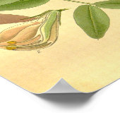  Bloemen Natuur Geiten Rue Illustratie Poster (Hoek)