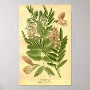  Bloemen Natuur Geiten Rue Illustratie Poster