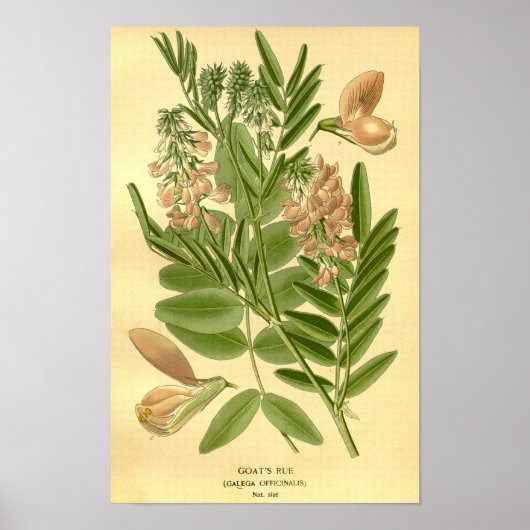  Bloemen Natuur Geiten Rue Illustratie Poster (Voorkant)