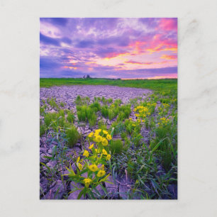 Bloemen   North Dakota Red River Valley Briefkaart