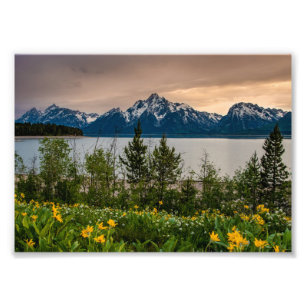 Bloemen op Colter Bay Foto Afdruk