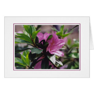 Bloemen op Gibbs-Boerderij