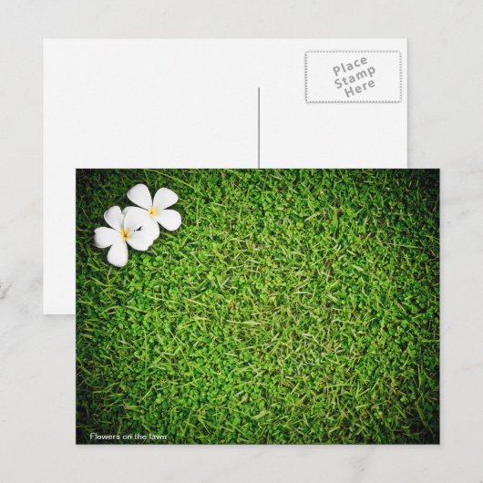 Bloemen op het gazon briefkaart (Voorkant / Achterkant)