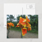 Bloemen op planten, Costa Rica. Briefkaart (Voorkant / Achterkant)