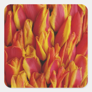 Bloemen op praalwagen ter ere van Koninginnedag, e Vierkante Sticker