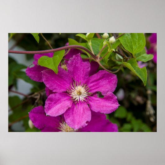 Bloemen op Robinette's Apple Haus & Gift Barn Poster (Voorkant)