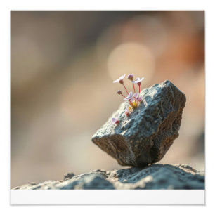 Bloemen op Steen Foto Afdruk