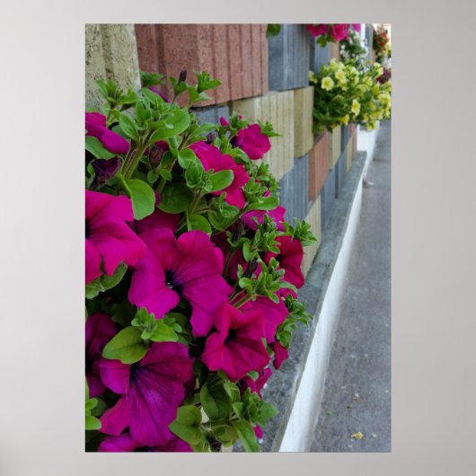 bloemen op stoep poster (Voorkant)