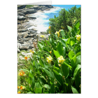 Bloemen op Tamarama Cove
