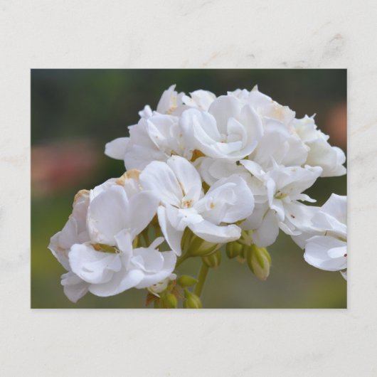 Bloemen op Tenerife Briefkaart (Voorkant)