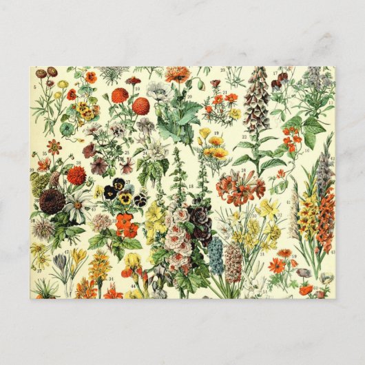  bloemen oude illustratie kunst briefkaart (Voorkant)