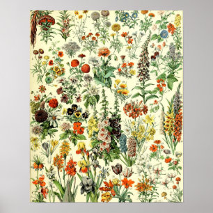  bloemen oude illustratie kunst poster