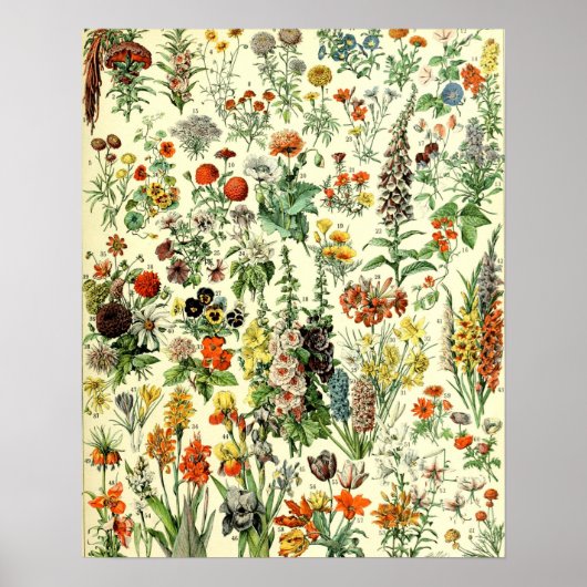 bloemen oude illustratie kunst poster (Voorkant)