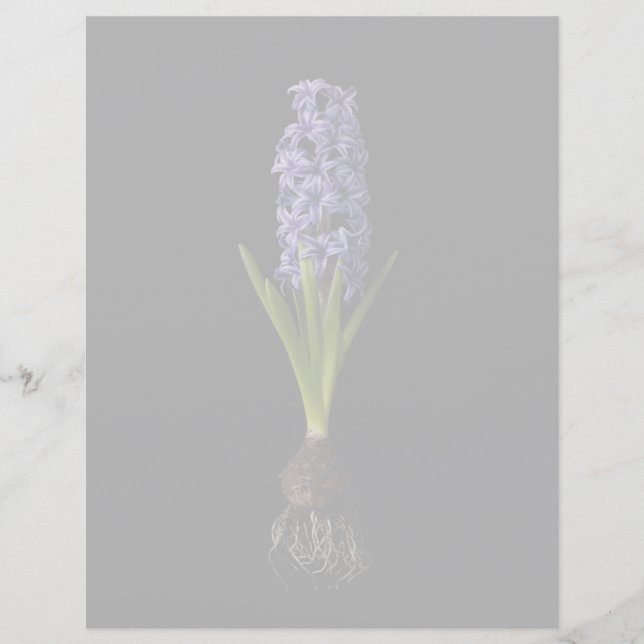 Bloemen | Paarse Hyacinth Bulb (Voorkant)