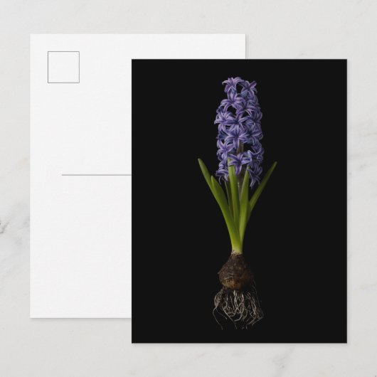 Bloemen | Paarse Hyacinth Bulb Briefkaart (Voorkant / Achterkant)