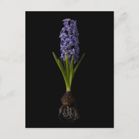 Bloemen | Paarse Hyacinth Bulb Briefkaart (Voorkant)