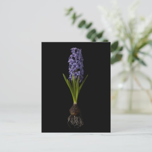 Bloemen | Paarse Hyacinth Bulb Briefkaart (Staand voorkant)