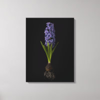 Bloemen | Paarse Hyacinth Bulb