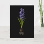 Bloemen | Paarse Hyacinth Bulb Kaart (Voorkant)