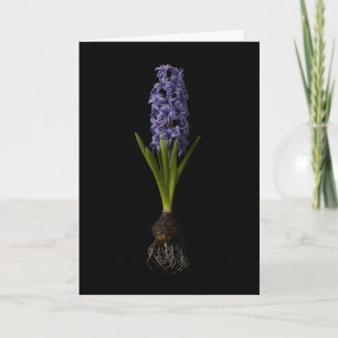 Bloemen   Paarse Hyacinth Bulb Kaart