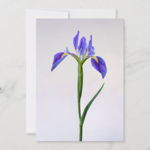 Bloemen   Paarse Iris-ventilator Bedankkaart