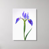 Bloemen | Paarse Iris-ventilator Canvas Afdruk (Voorkant)