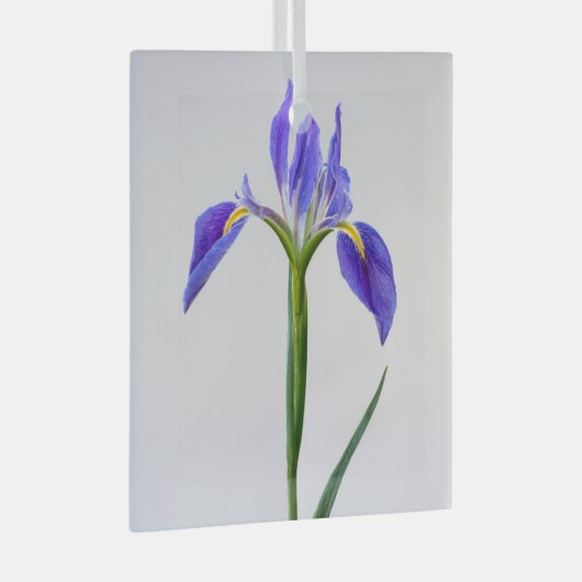 Bloemen | Paarse Iris-ventilator Glas Ornament (Voorkant Rechts)