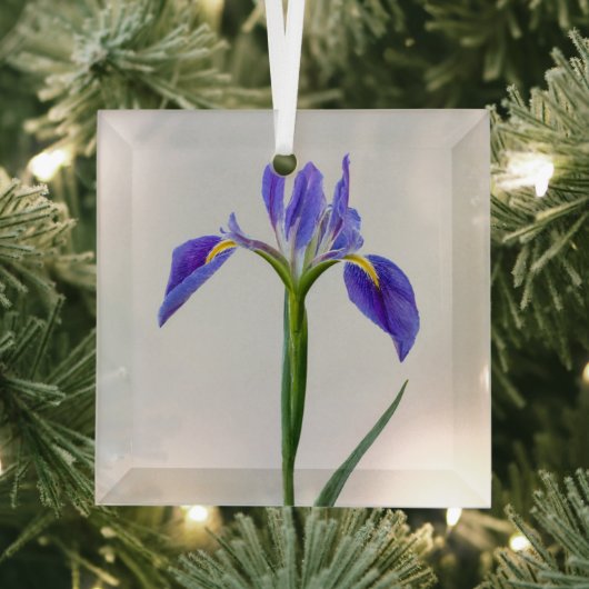 Bloemen | Paarse Iris-ventilator Glas Ornament (Insitu)