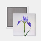 Bloemen | Paarse Iris-ventilator Magneet (Voorkant / Achterkant)