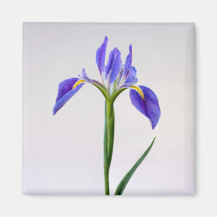 Bloemen   Paarse Iris-ventilator Magneet