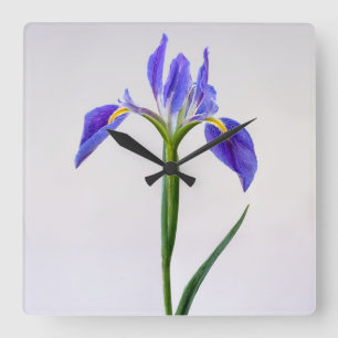 Bloemen   Paarse Iris-ventilator Vierkante Klok