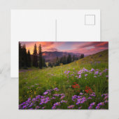 Bloemen | Paarse wilde bloemen Colorado Briefkaart (Voorkant / Achterkant)
