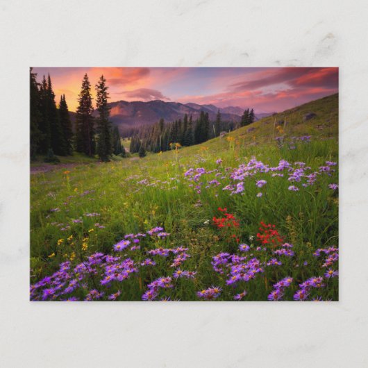 Bloemen | Paarse wilde bloemen Colorado Briefkaart (Voorkant)
