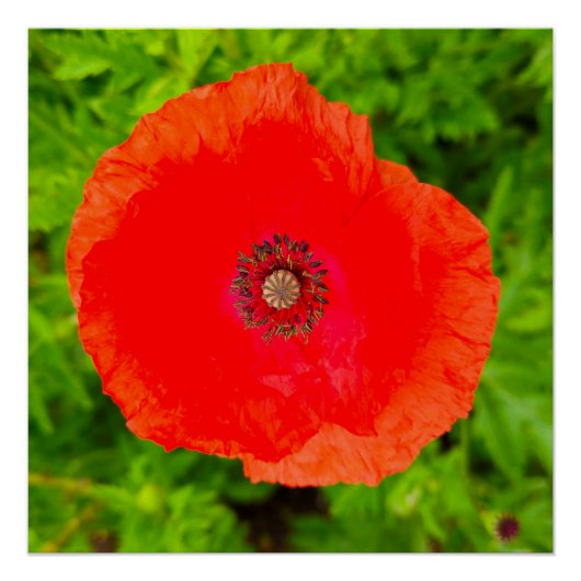 Bloemen Perfect Poster (Voorkant)