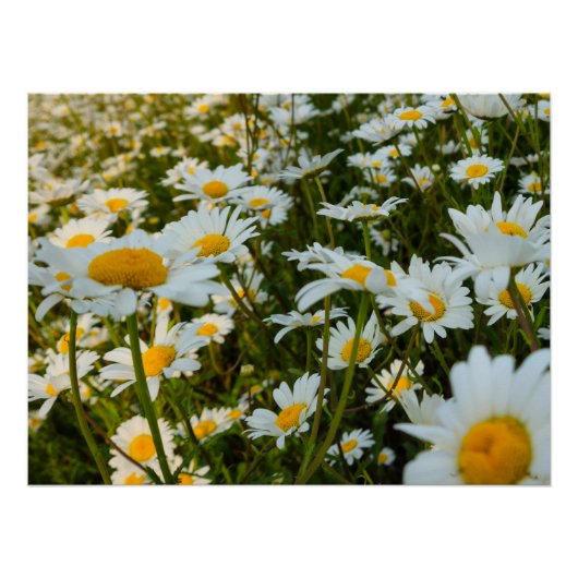 Bloemen Perfect Poster (Voorkant)