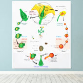 Bloemen Plant Angiosperm Levenscyclus Diagram Graf Canvas Afdruk (Insitu (Houten vloer))